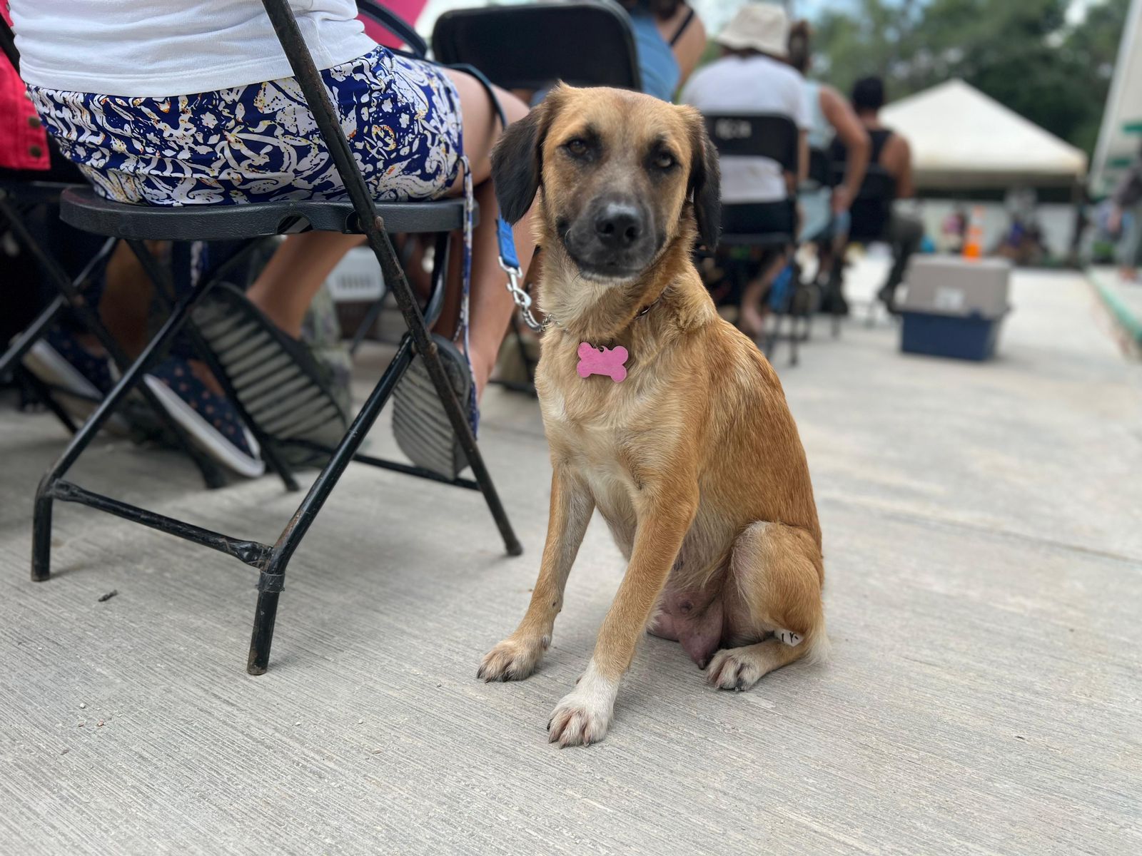 SERVICIOS DE PROTECCIÓN Y BIENESTAR ANIMAL | Municipio de Benito Juárez